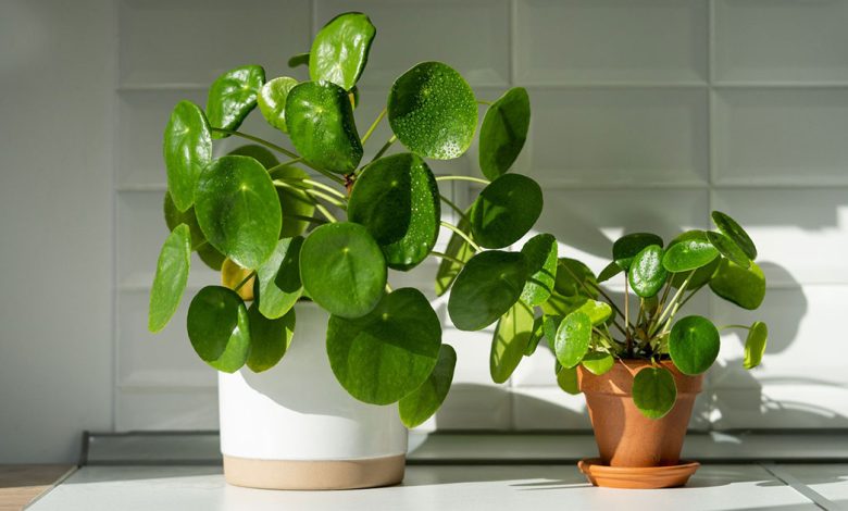 Home Luck: 15 Plants for Prosperity