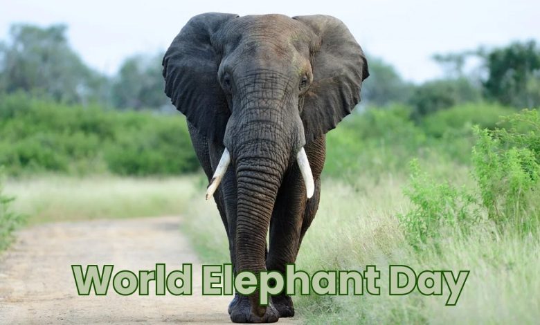 World Elephant Day 2024: Theme, Species, and Types of Elephants