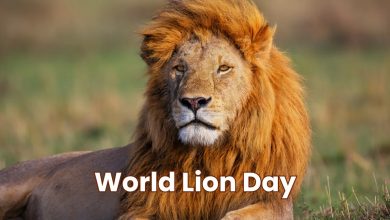 World Lion Day 2024: Theme, Quotes, and Why It Is Celebrated