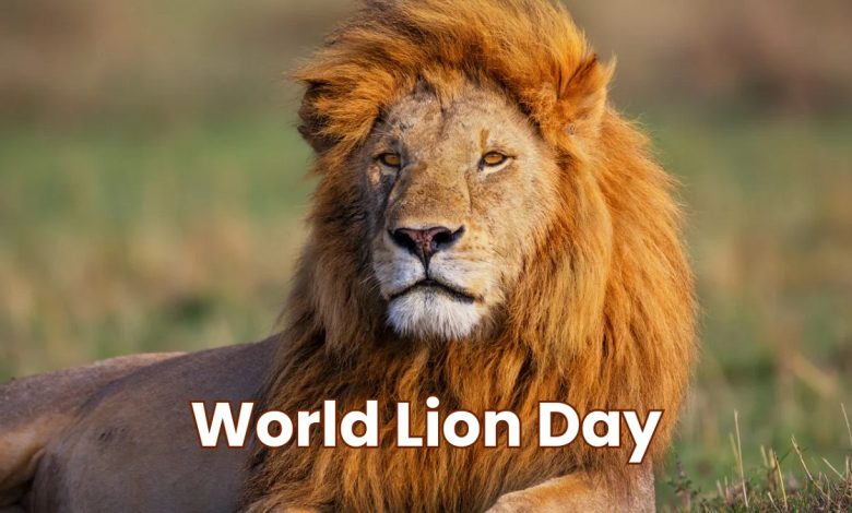 World Lion Day 2024: Theme, Quotes, and Why It Is Celebrated