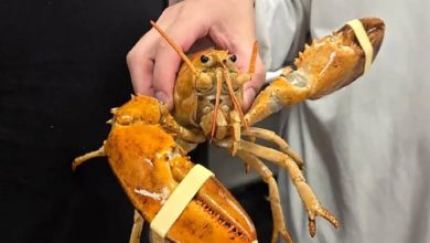 A One-in-30-Million Orange Lobster Saved and Released Back into the Ocean
