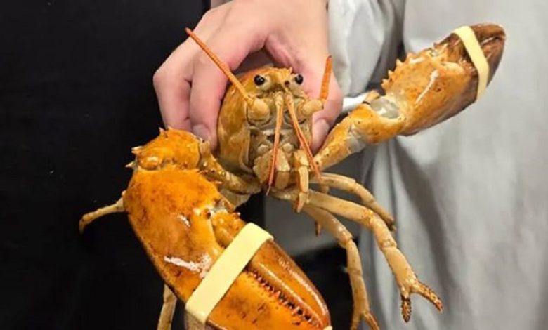 A One-in-30-Million Orange Lobster Saved and Released Back into the Ocean
