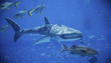 China Unveils World’s First Intelligent Robotic Whale Shark China Unveils World’s First Intelligent Robotic Whale Shark