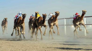 Saudi Arabia Announces Private Jet Prize for Camel Competition Winner Saudi Arabia Announces Private Jet Prize for Camel Competition Winner