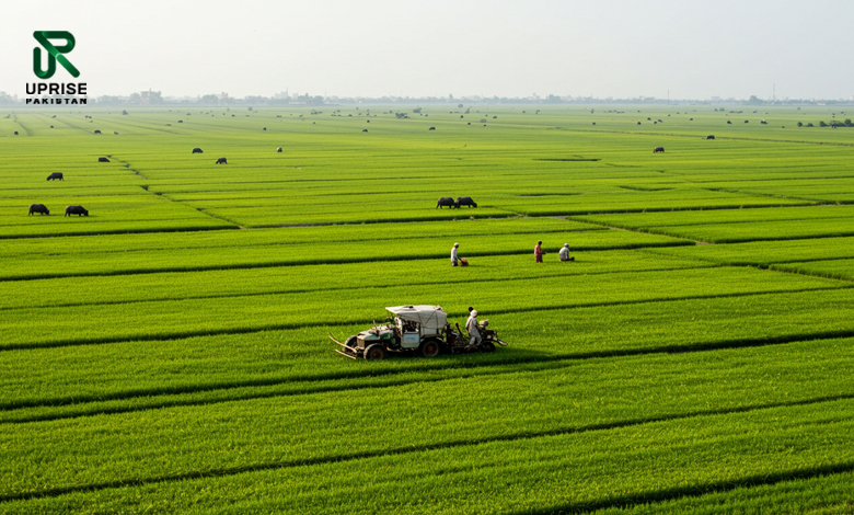 Seven Lean Years? The Silent Crisis Threatening Pakistan’s Agriculture